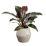 june split low 46cm greige